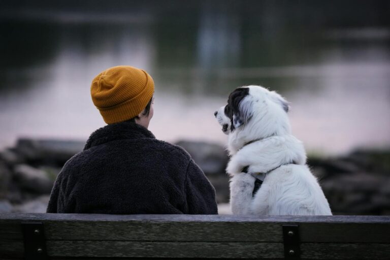 A person and their dog share a tranquil moment by the water at sunrise in Stamford, Connecticut.